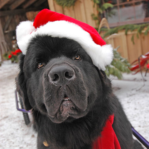 Cut your own Christmas tree and have a Newfoundland pull your tree back to the barn at Dull's Tree Farm in Thorntown, IN near Frankfort and Lebanon.