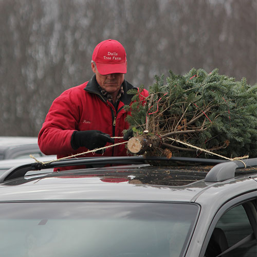 Care for your fresh cut Christmas tree from Dull's Tree Farm in Thorntown, IN near Frankfort and Lebanon with these quick tips.